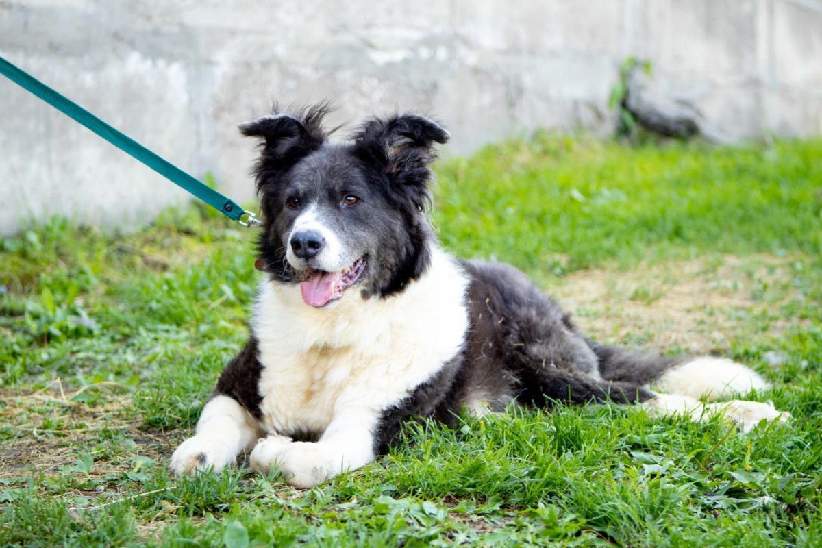 Однажды Ноя, всего переломанного, нашли в лесу грибники...