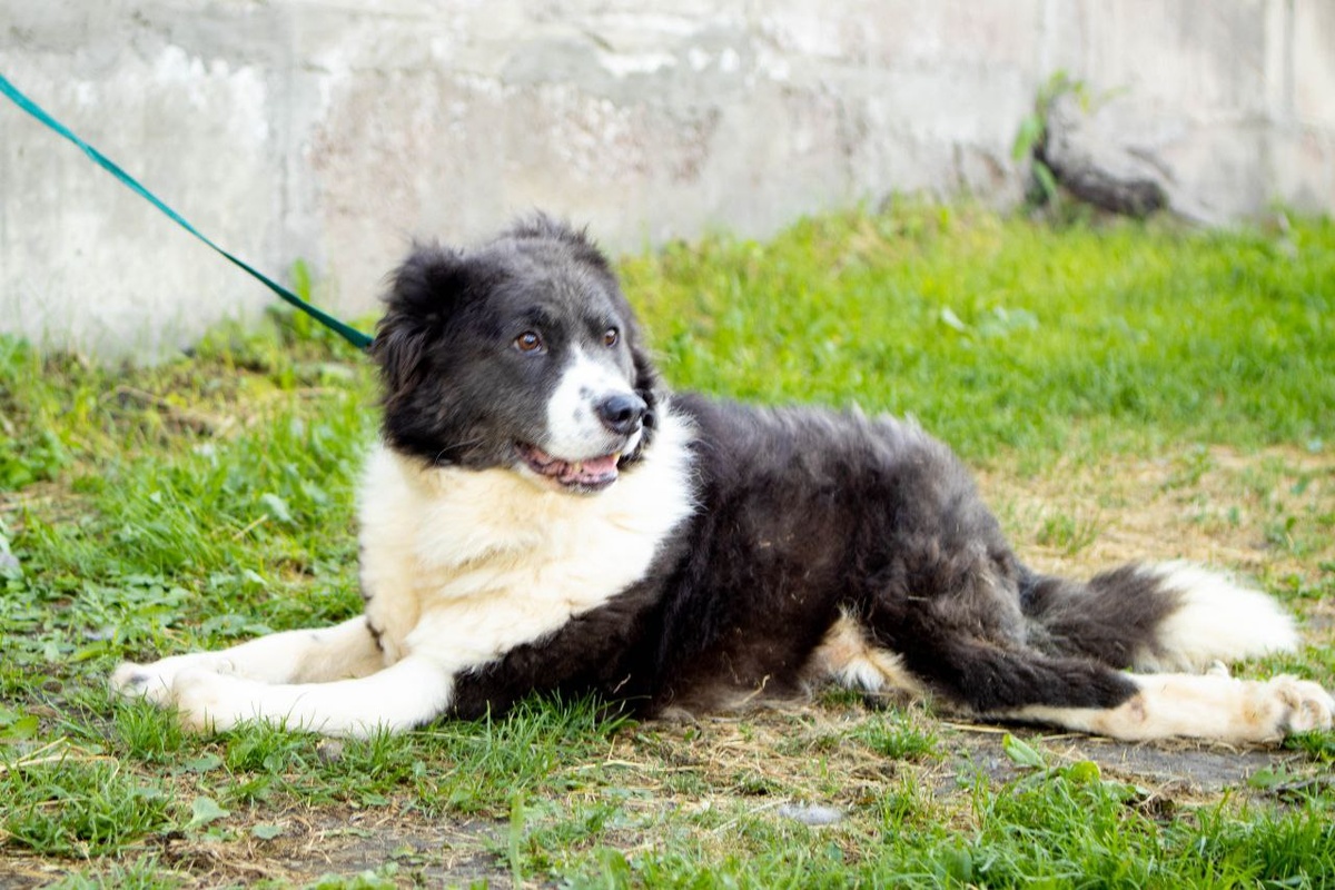 Ной стал настоящим талисманом и поддержкой для других жителей хосписа.