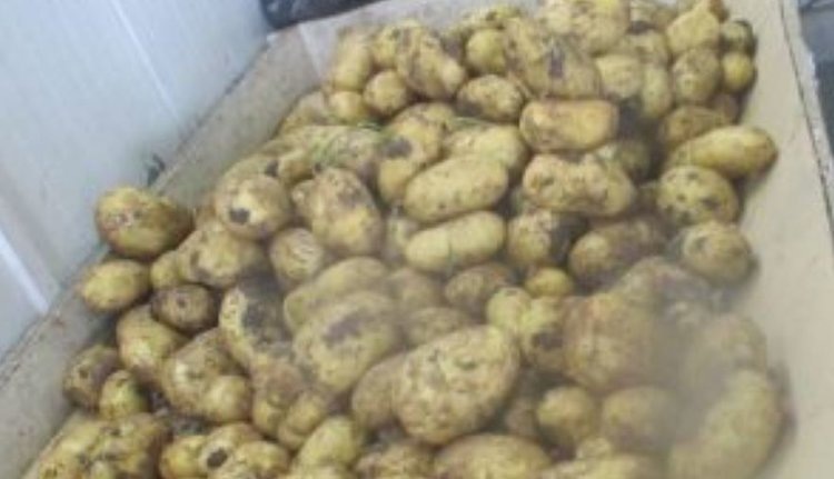    Крупная партия картофеля с опаснейшим вредителем шла из Азербайджана в Россию