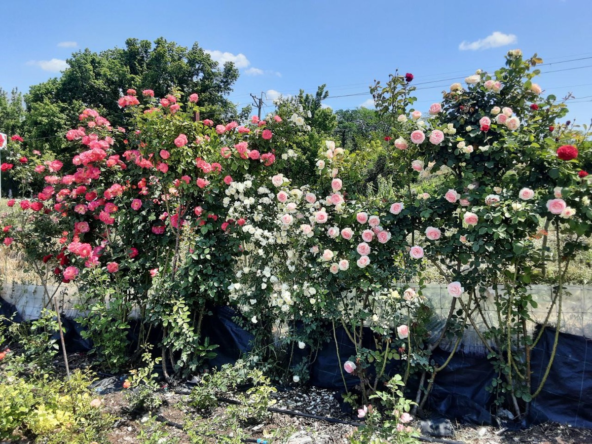 Все сорта роз можно купить в нашем интернет магазин – rozarium.biz