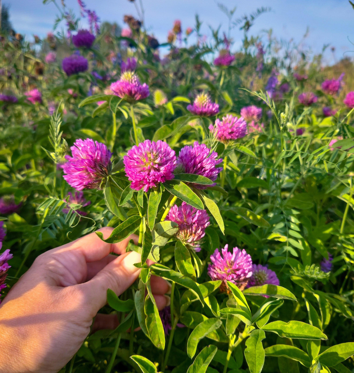 Клевер луговой