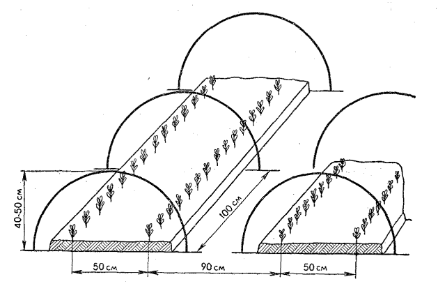 Схема каркасного (тоннельного) укрытия огурцов