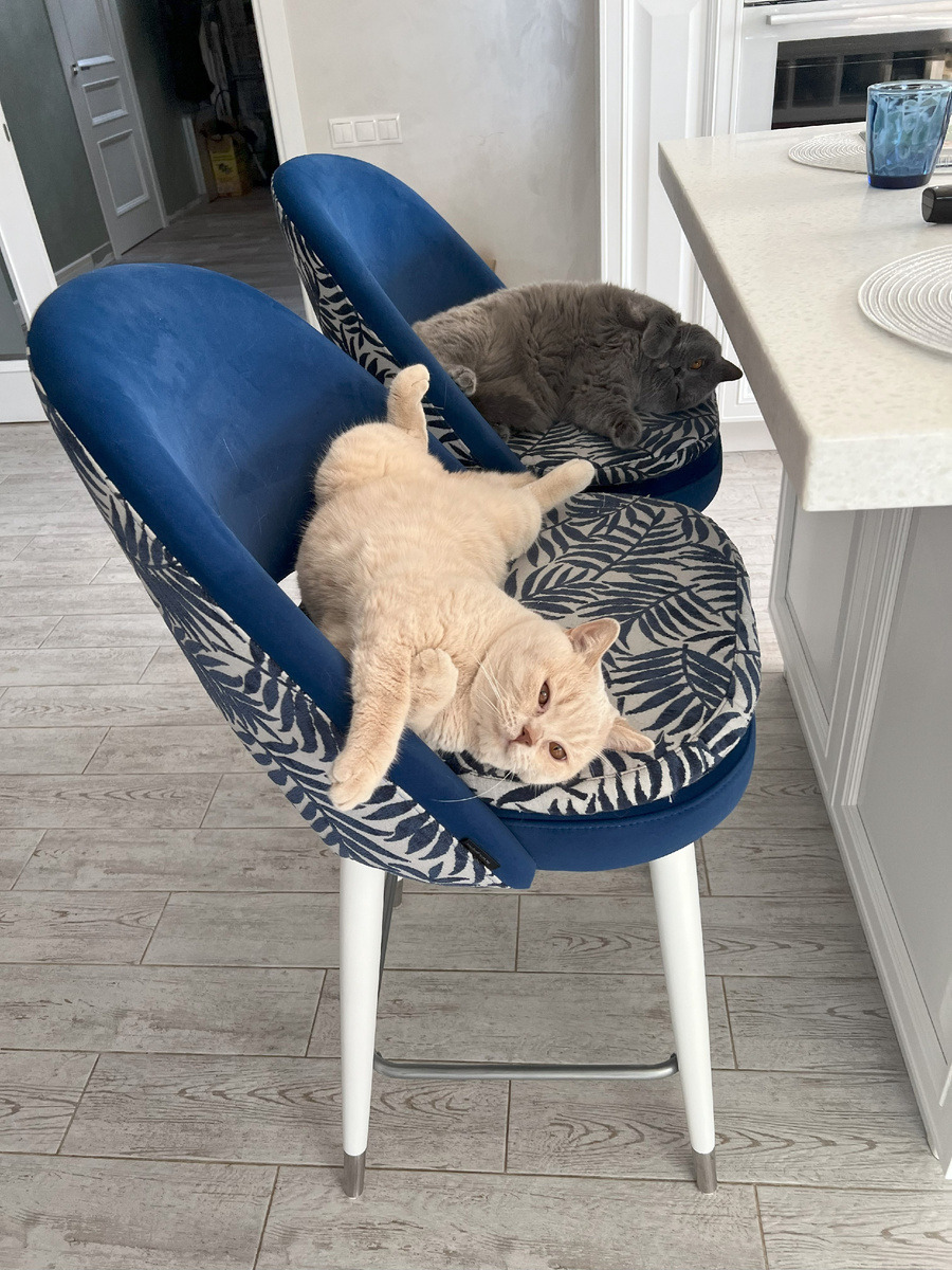 Чаще всего в качестве альтернативы лотку кошка выбирает мягкую мебель: диван, кровать, кресло