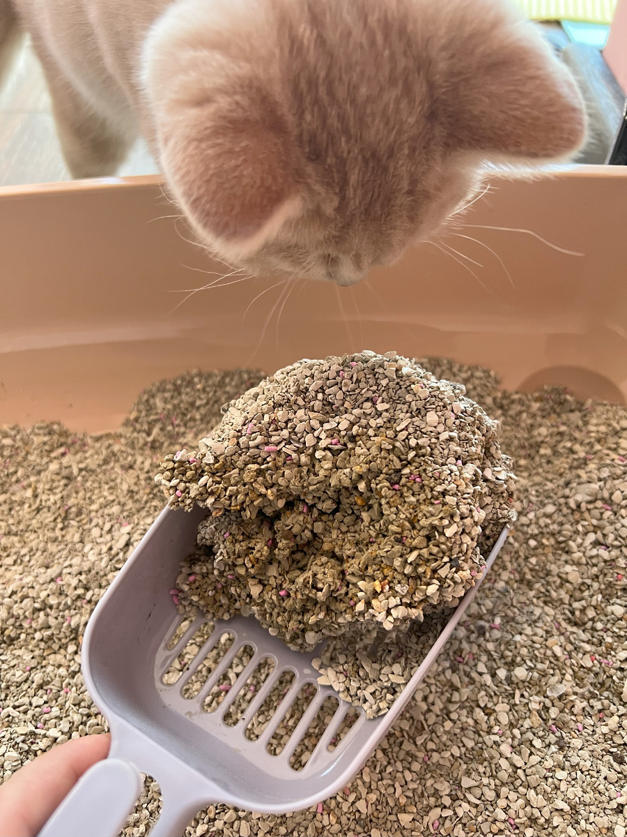 наказание не поможет решить проблему с чистоплотностью питомца, но с легкостью сможет разрушить доверие между животным и его хозяином