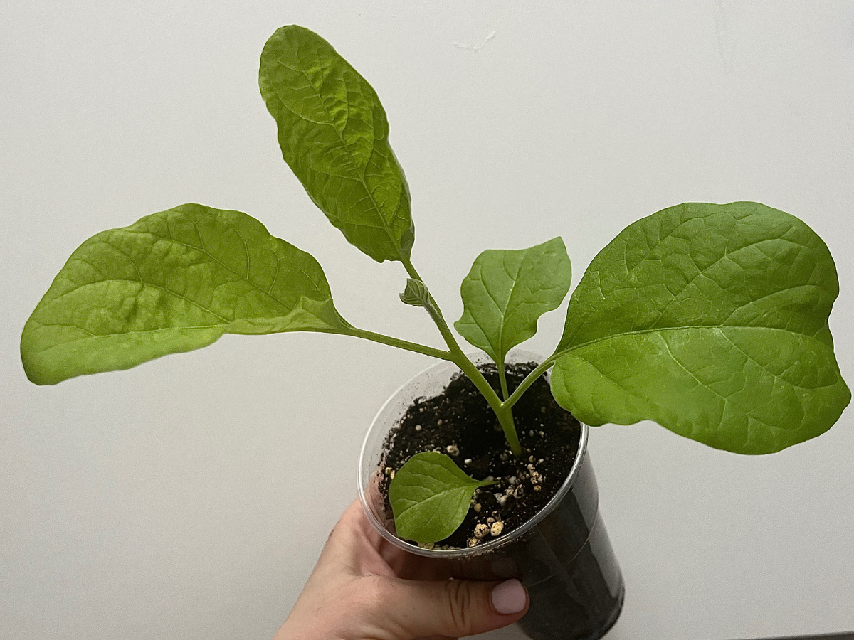 Пример баклажана