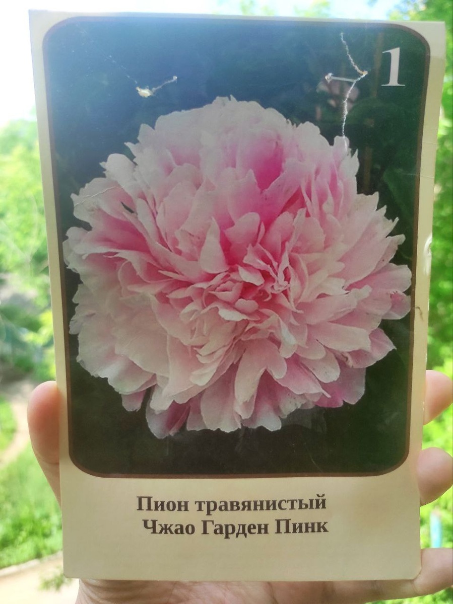 Качество печати на упаковке не позволяет оценить красоту цветения 