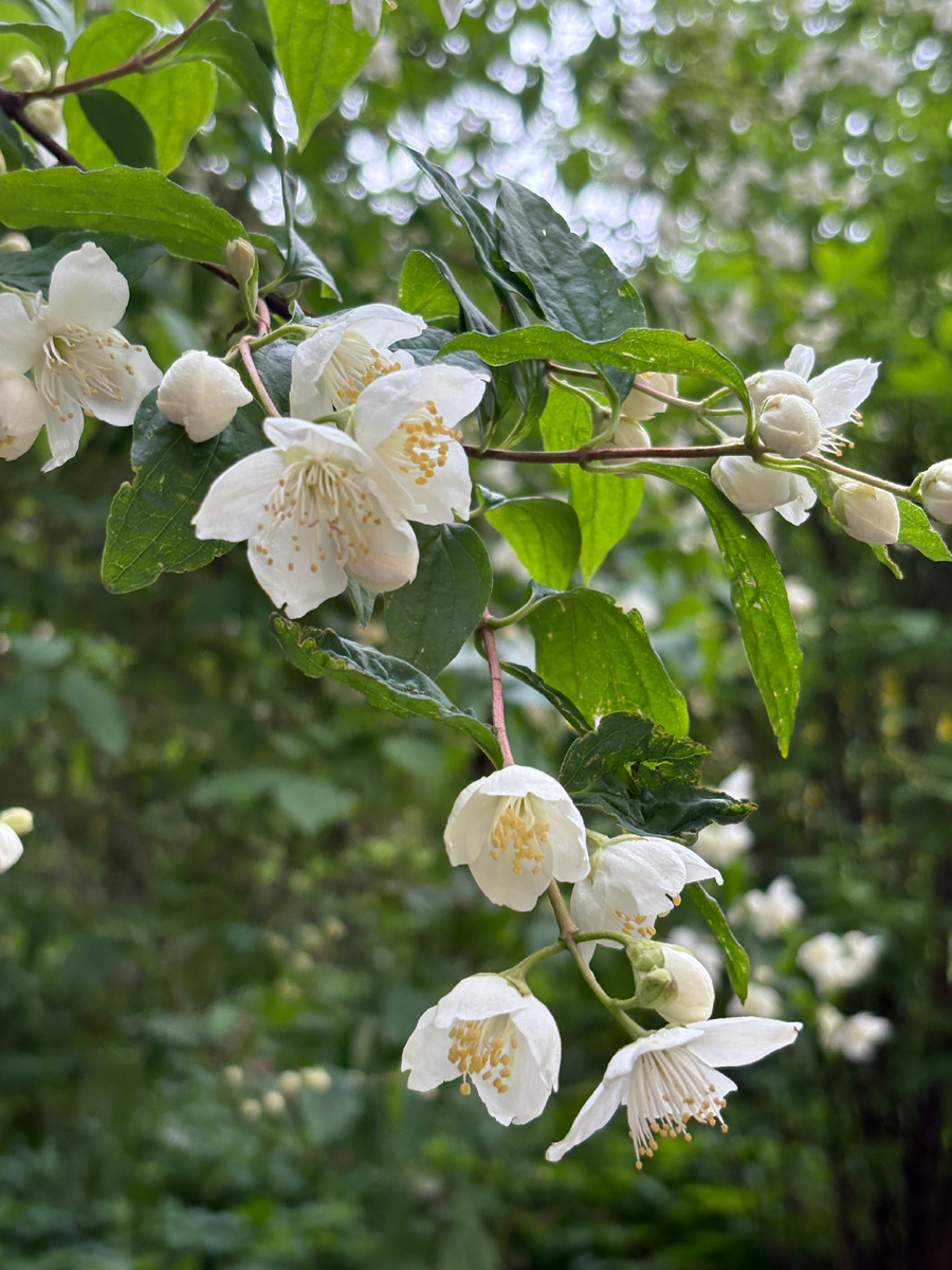 Вот и зацвёл жасмин.