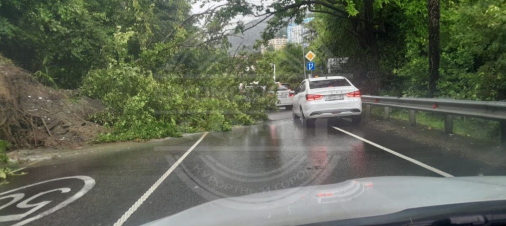 Фото: Telegram/ТИПИЧНЫЙ СОЧИ  📷
