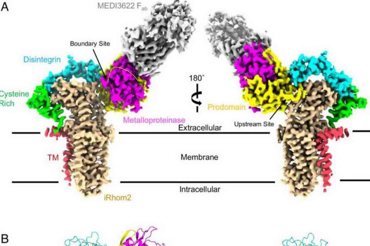 Разгадана структура ключевого иммунного белка