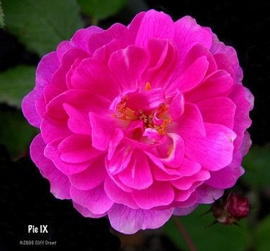 Фото Cliff's High Desert Garden