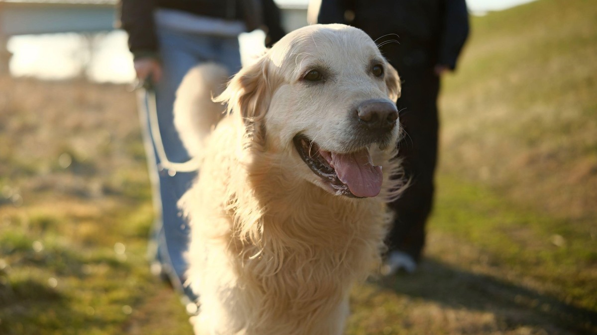    Вечер — это время, когда вы можете полностью сосредоточиться на собаке без суеты дневных дел.