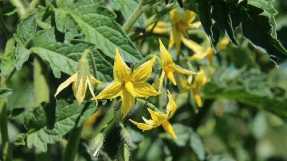 Яндекс картинки