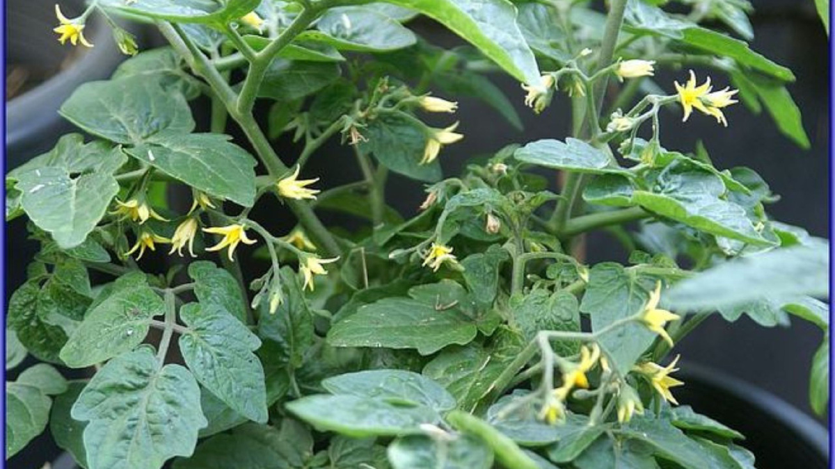 Яндекс картинки