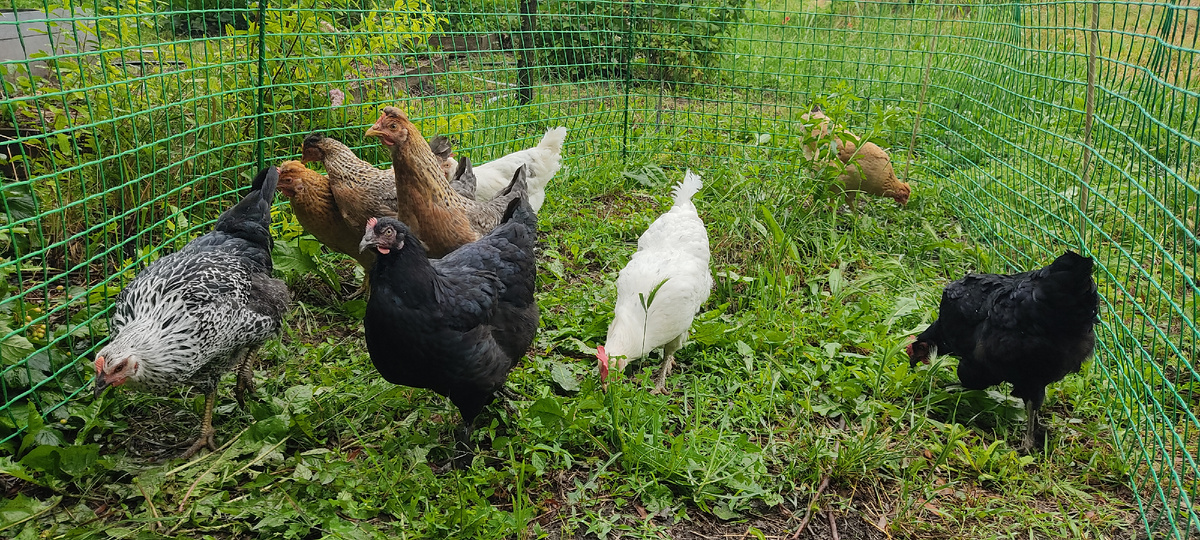 Любимые курочки