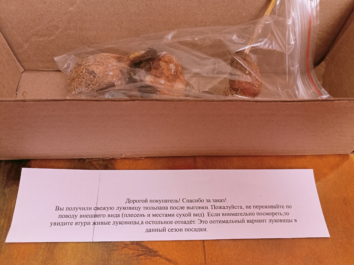 Посылка с тюльпанами Айс Крим. Фотография автора.