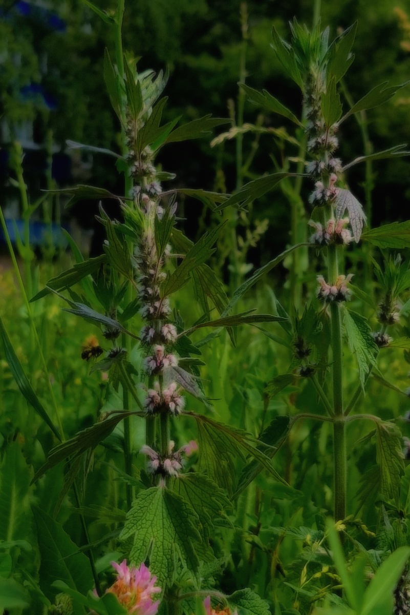 Во время обработки снимка заметила шмеля. Нашли?