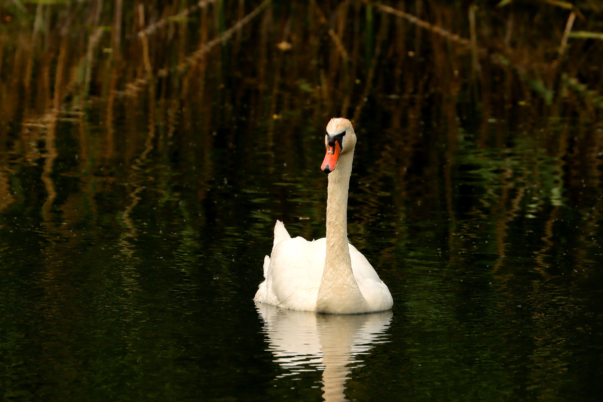 Вот я какой! Или какая 🤔