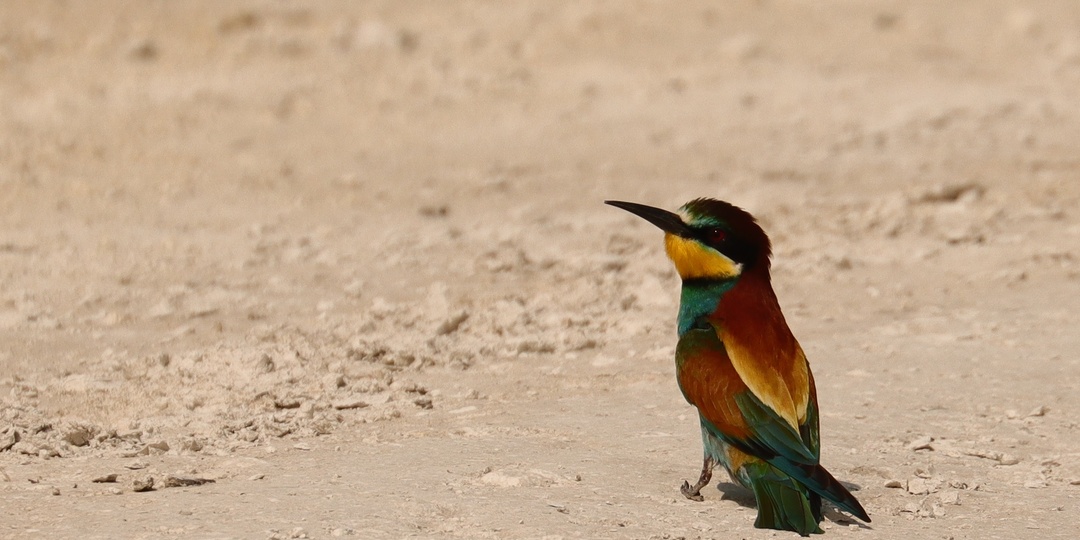 Такие разные птицы