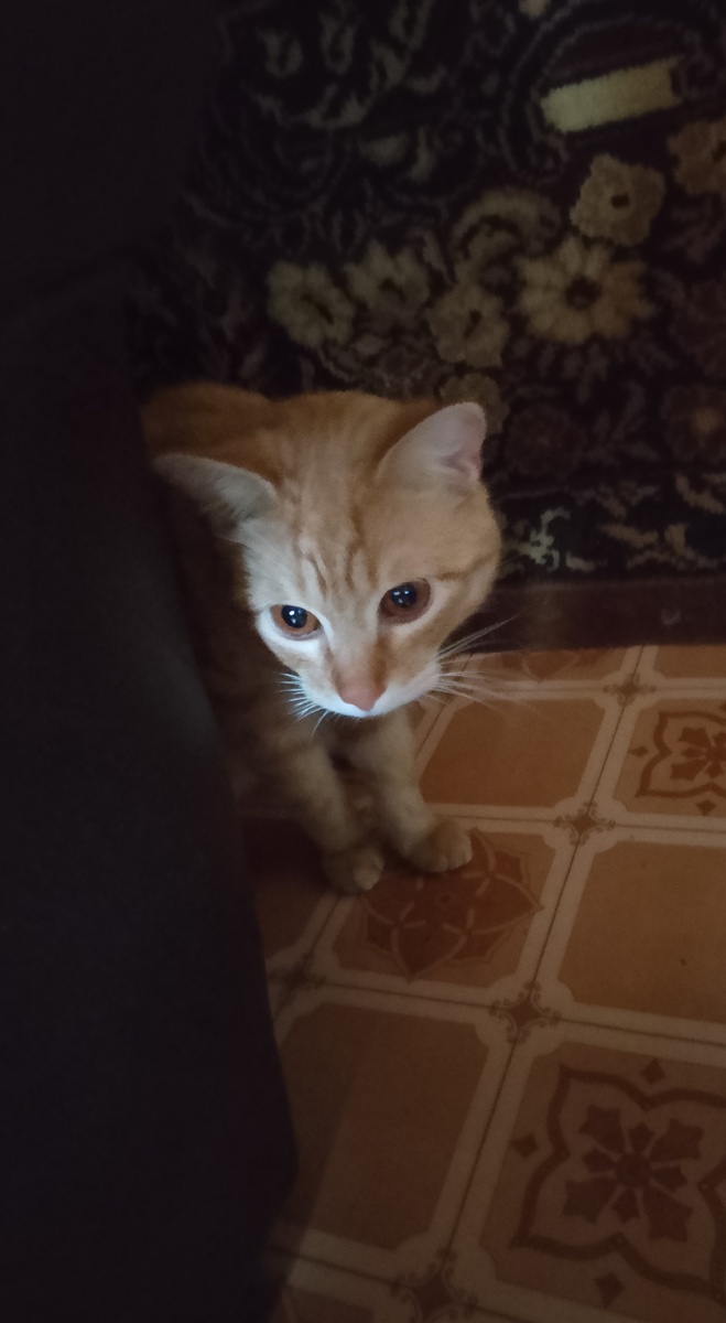 Мишутка наблюдает за гостем😊