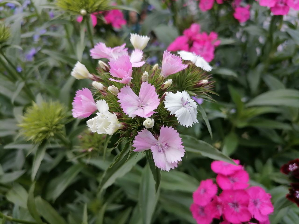 Двухцветная корзинка турецкой гвоздики