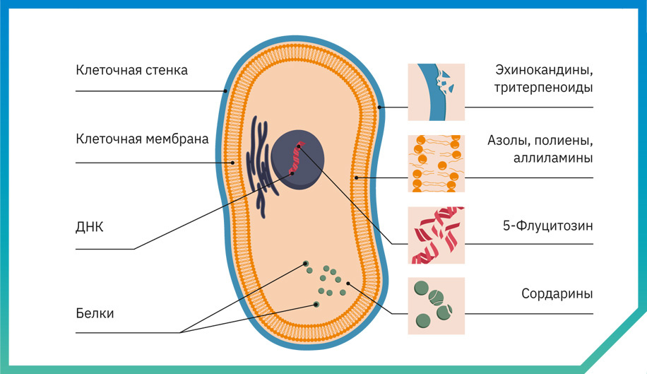 Рисунок: механизмы действия антимикотиков / Фото: Shutterstoсk/FOTODOM