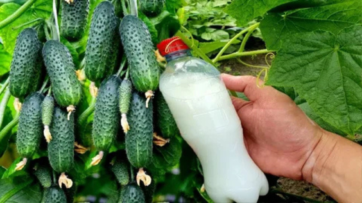 Яндекс картинки