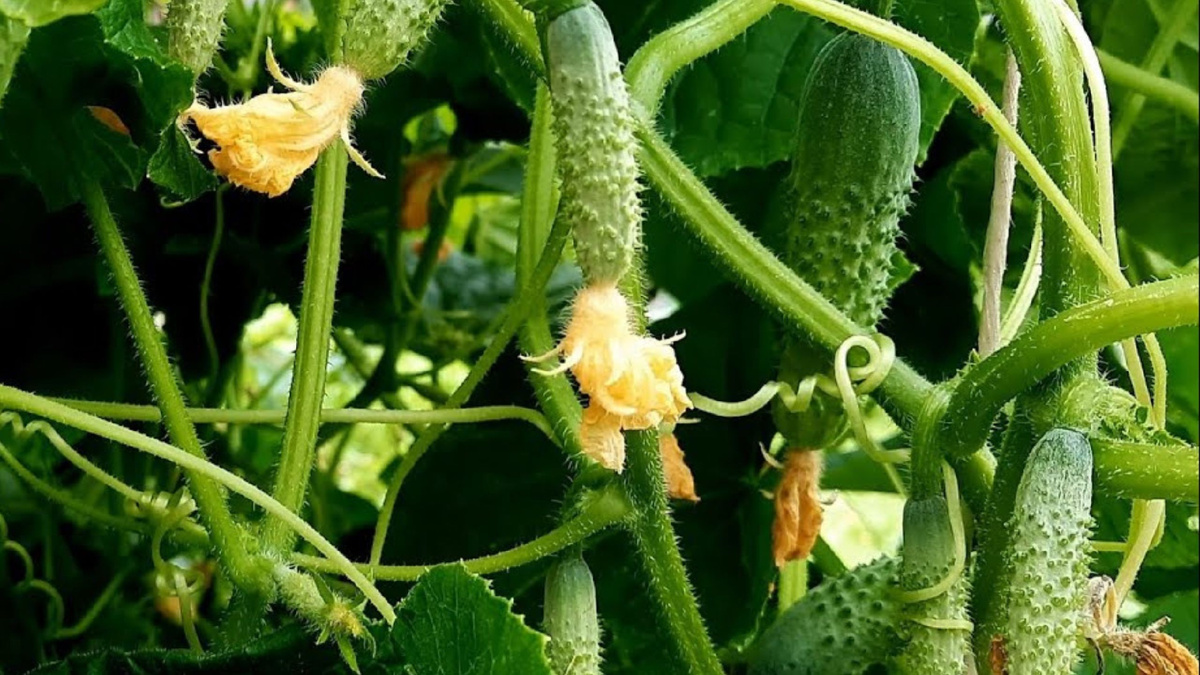 Яндекс картинки