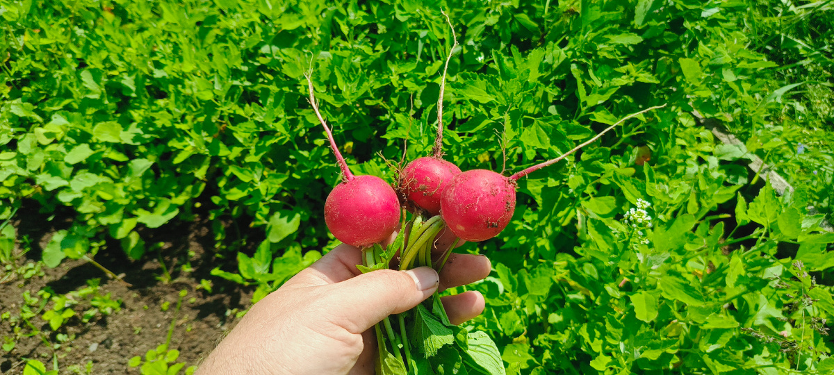 Селеста соравнная сегодня