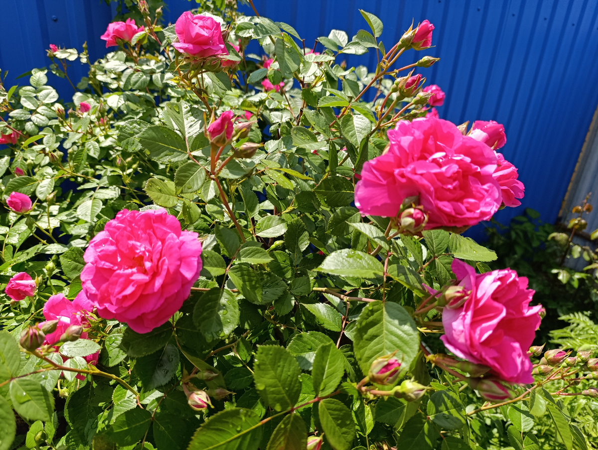 Морден Блаш в середине мая. Лучше всех  перенесла странную зиму.  Все фото автора канала Птичка Степная