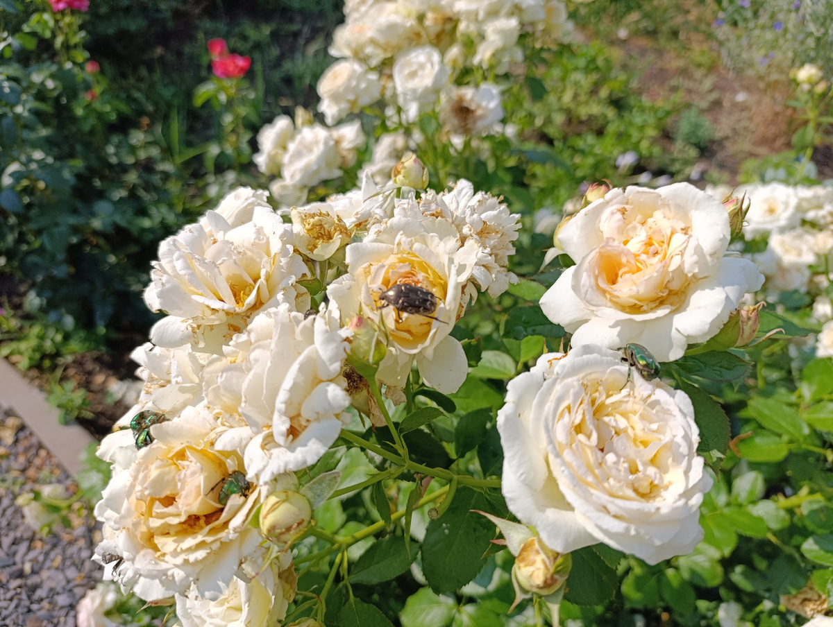 Вот накинулись на Пале Рояль.  Это и все остальные фото  в статье автора канала Птичка Степная