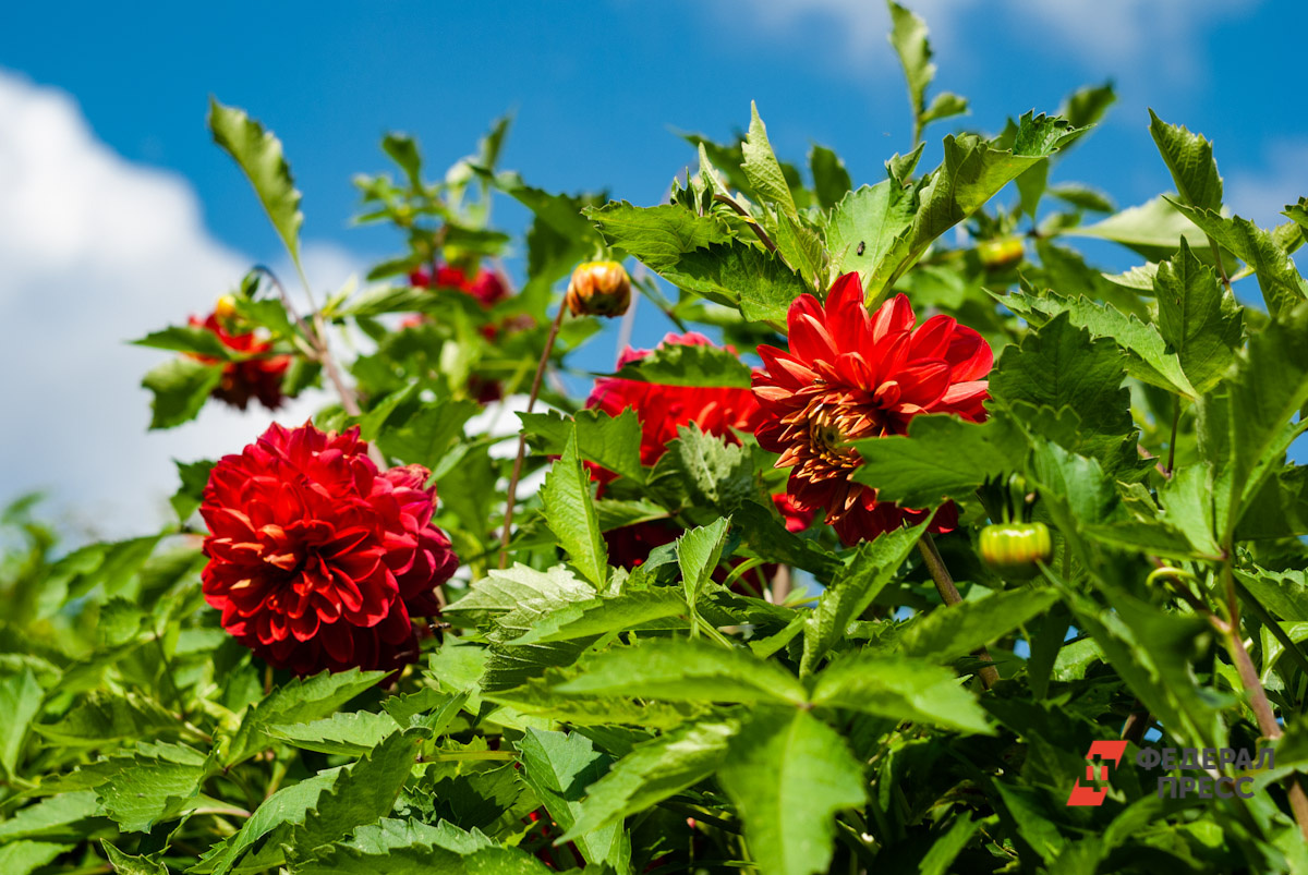 Жук буквально за несколько минут полностью уничтожает распустившиеся цветы.  Фото: ФедералПресс / Елена Ельцова