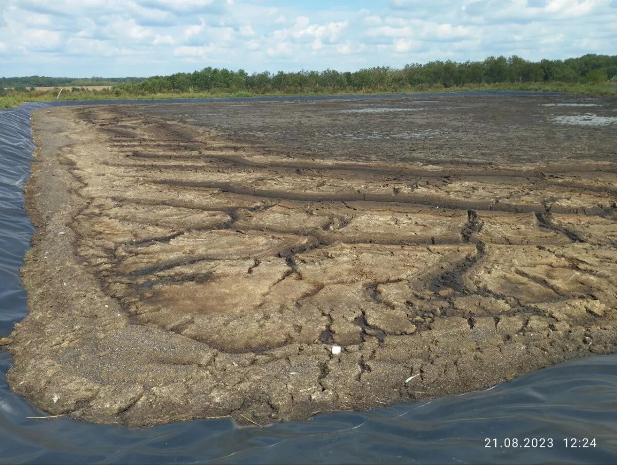 До применения ТРИЮН, Белгородская обл, свинокомплекс