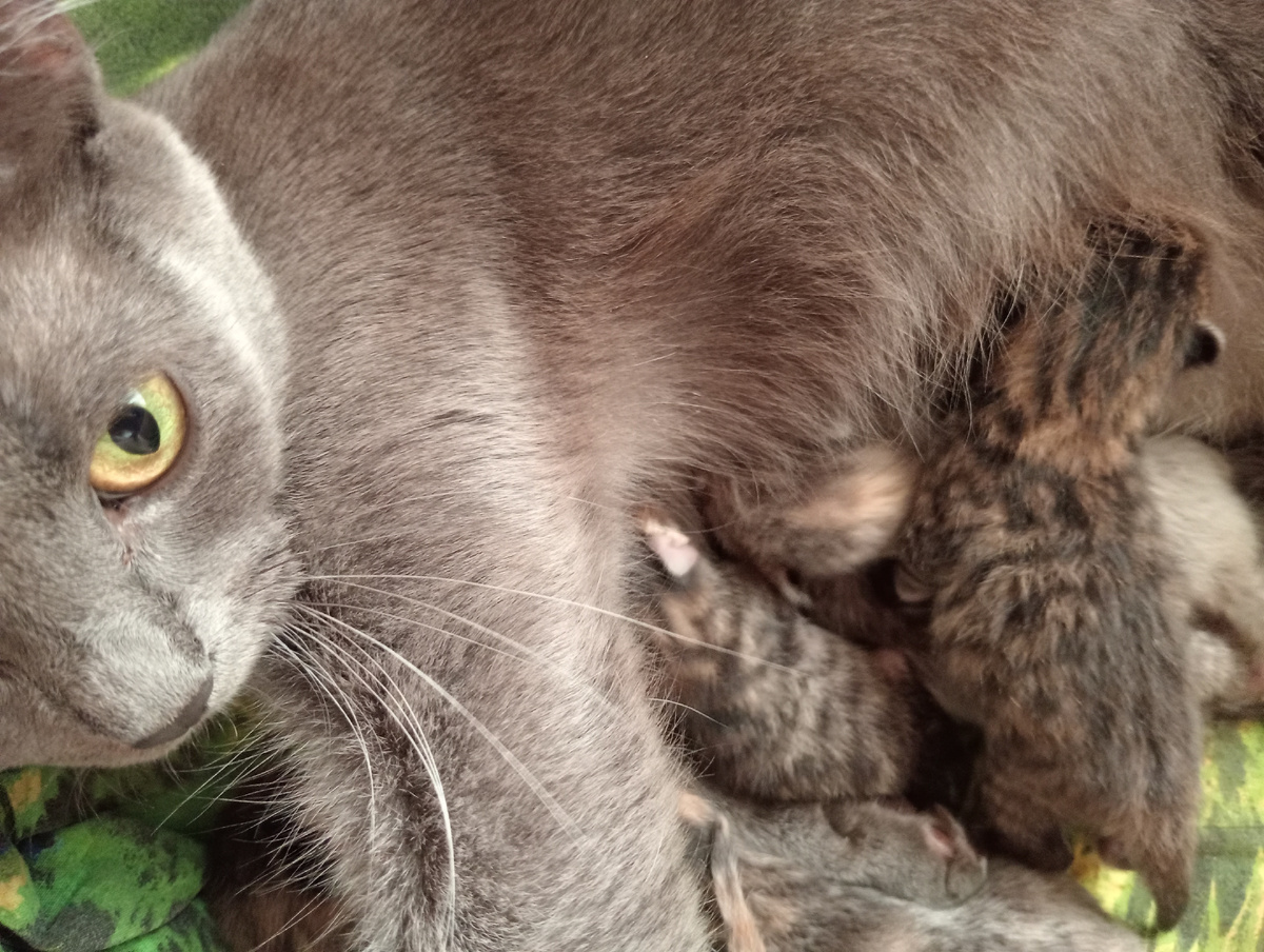 Вот я какой! Самый большой! Рядом Шпротинка,она девочка, внизу белобрысенькая 😹!