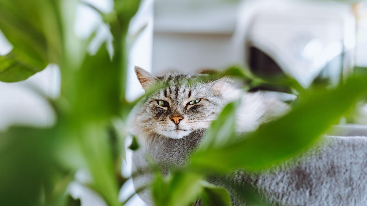    Как и дикие кошки, их домашние сородичи должны всегда быть настороже.