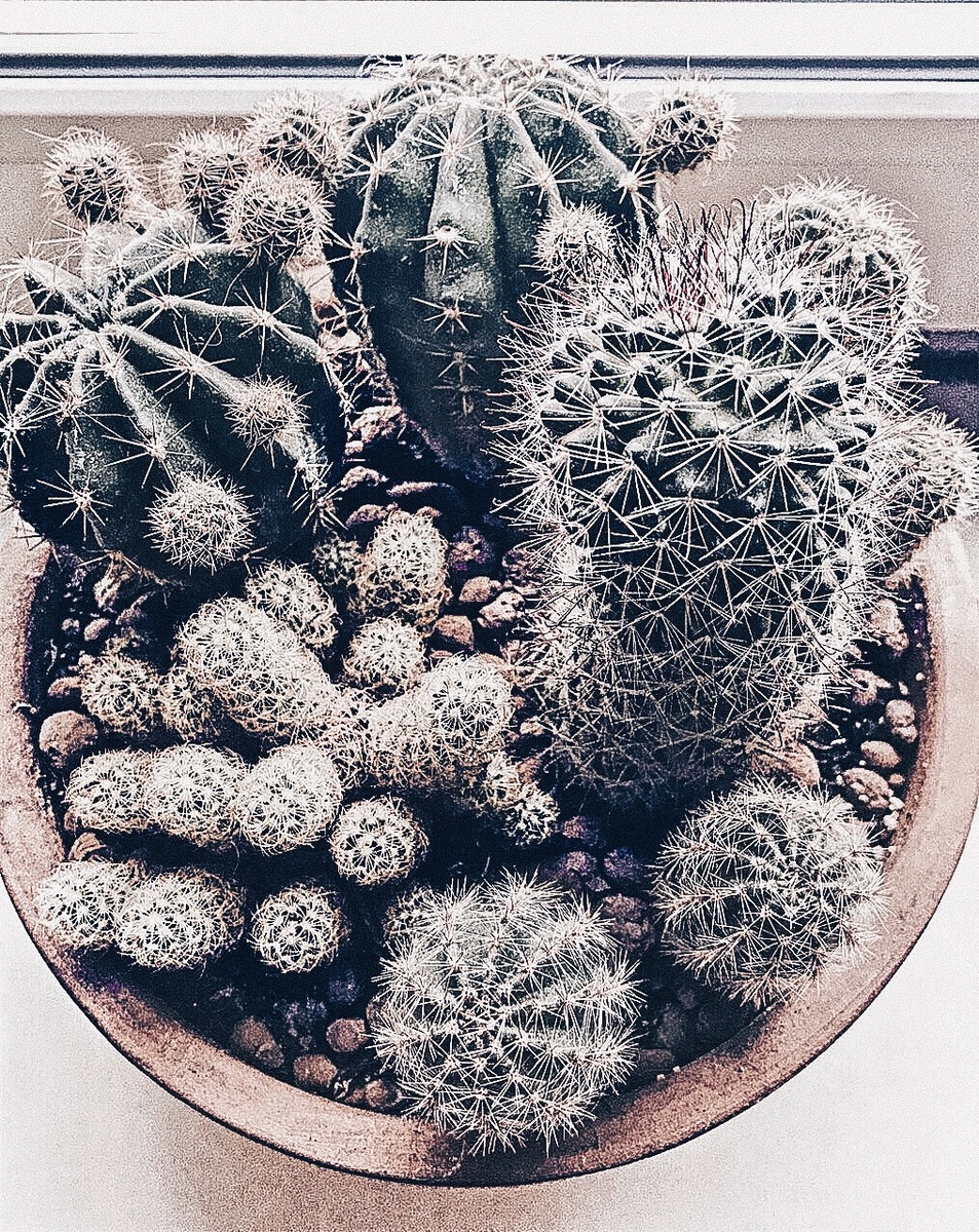 *️⃣ Маленькие друзья-мексиканцы