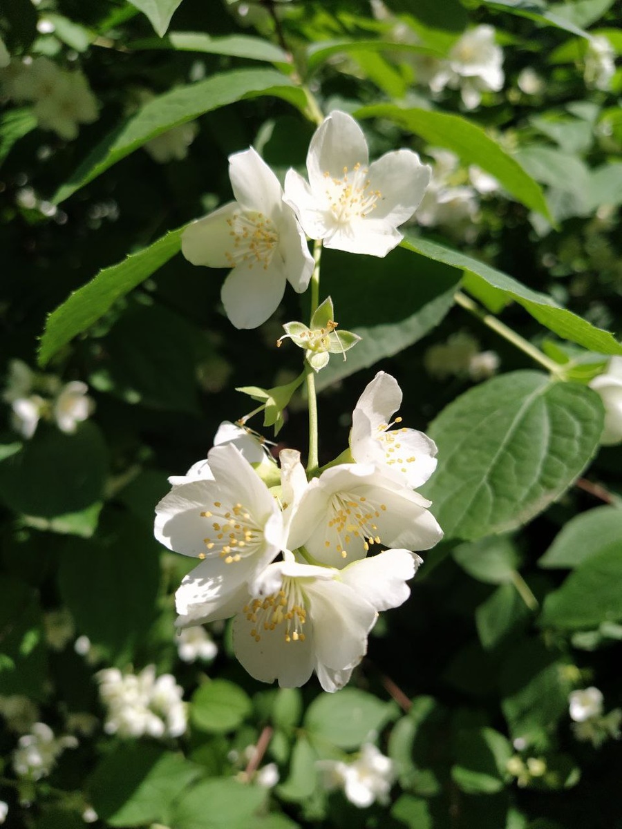 Дивно цветет чубушник