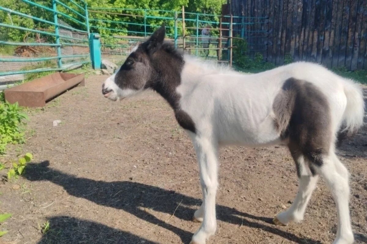    В зоопарке Омской области родился пони с редким окрасом