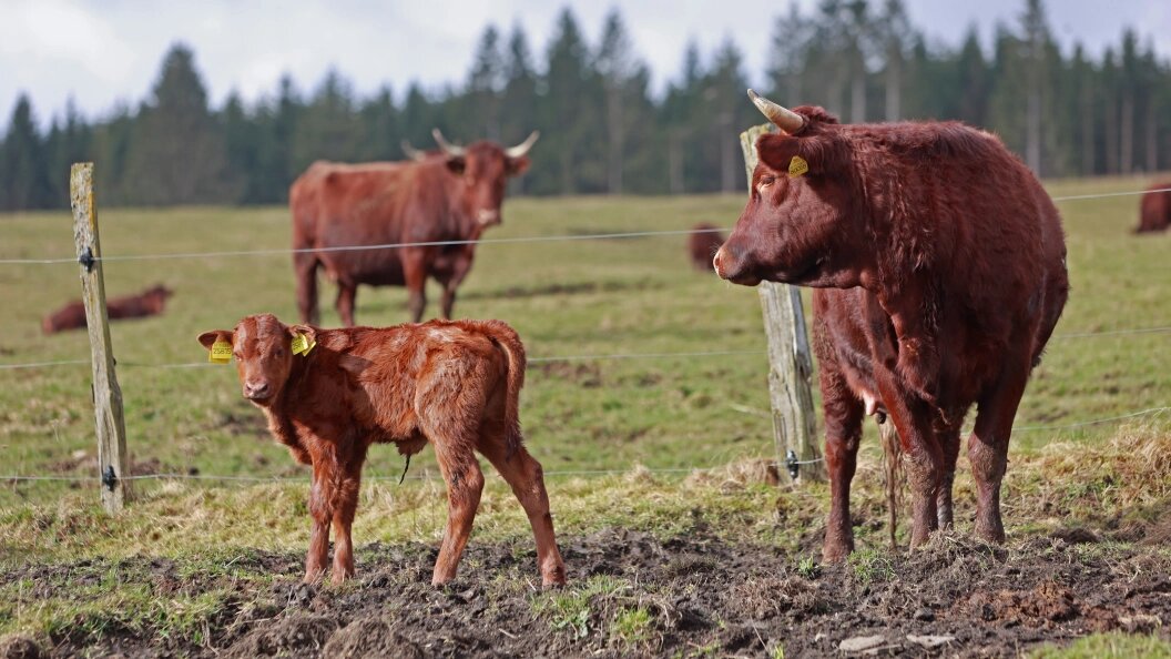    Matthias Bein/dpa/Globallookpress