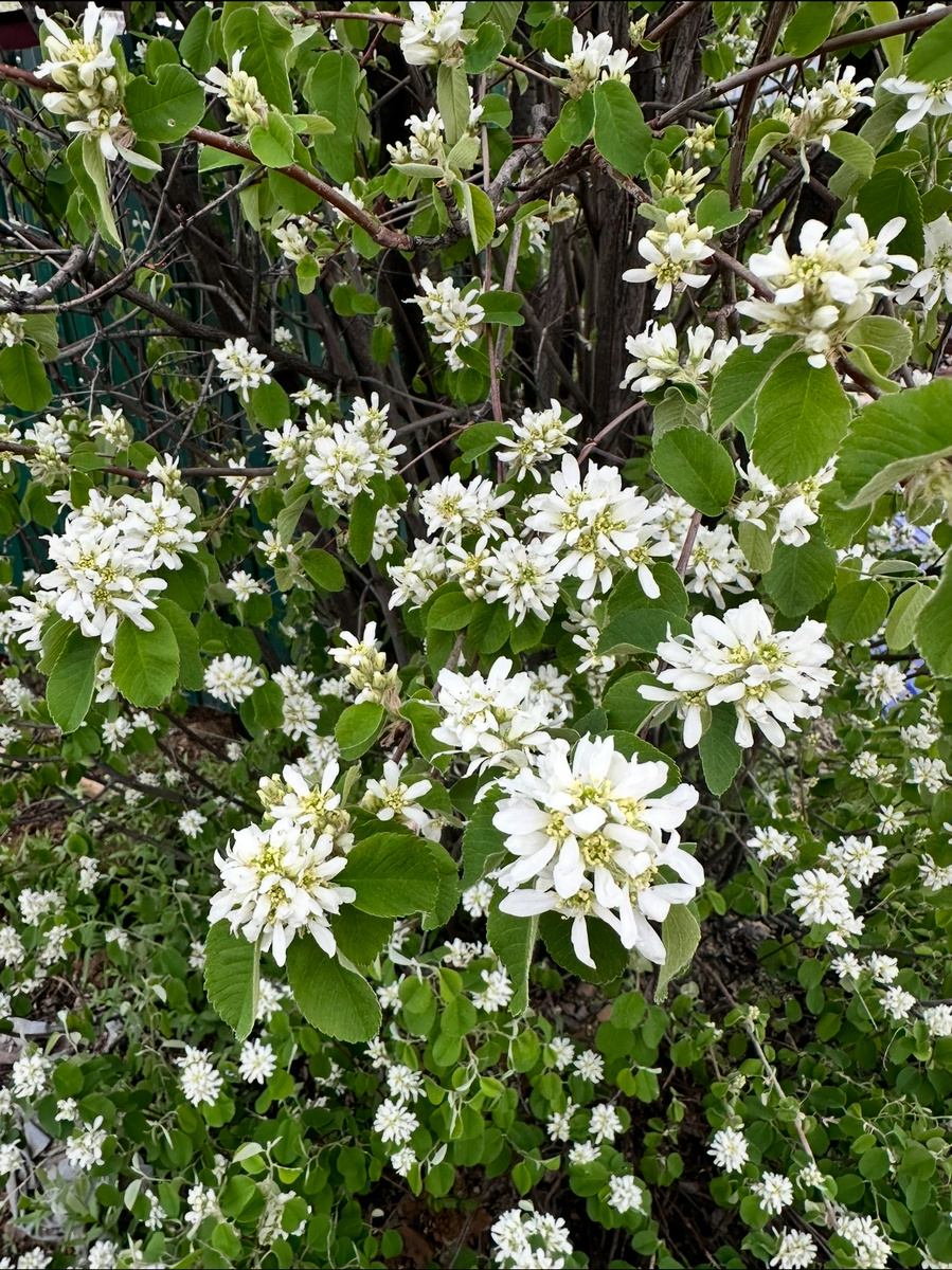 Цветущая ирга