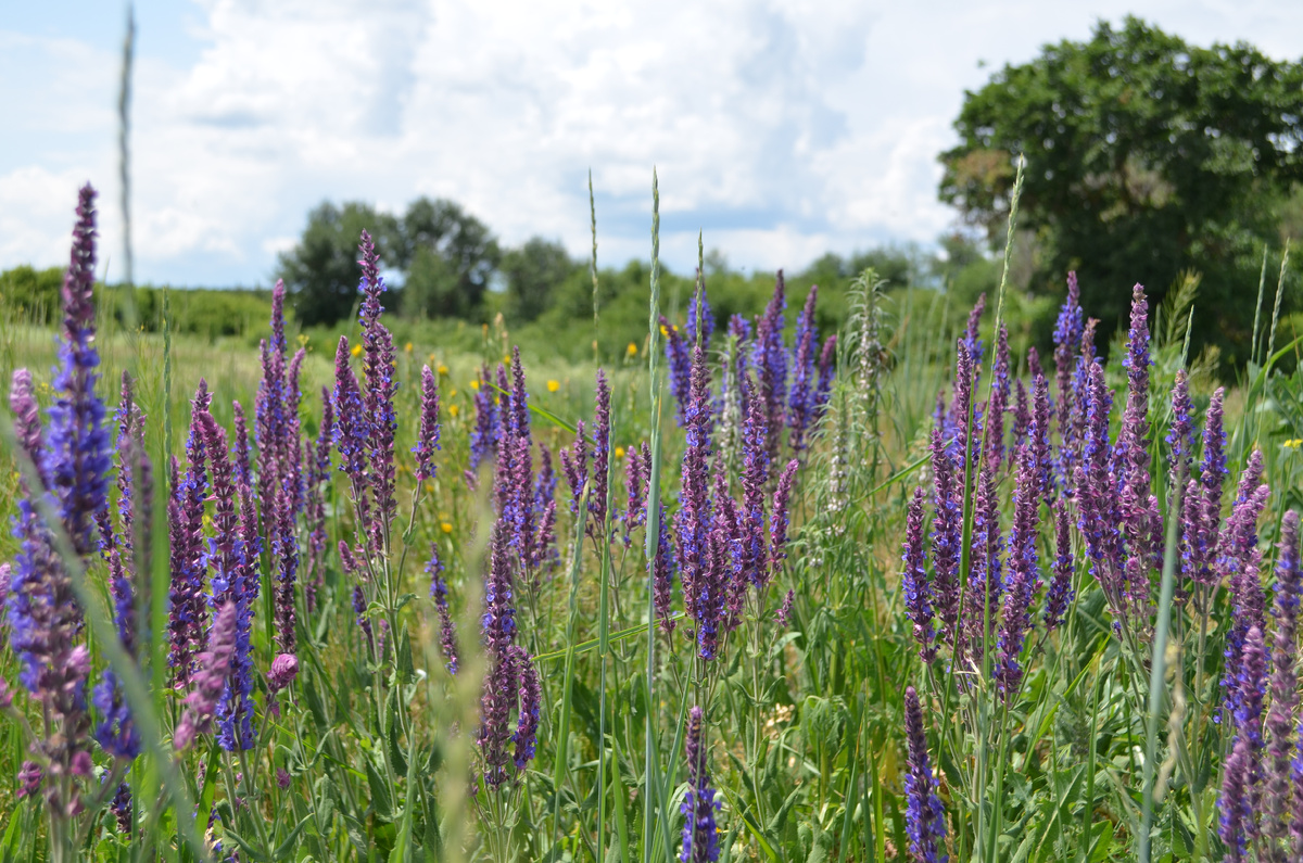 Вдали от суеты. Фото автора