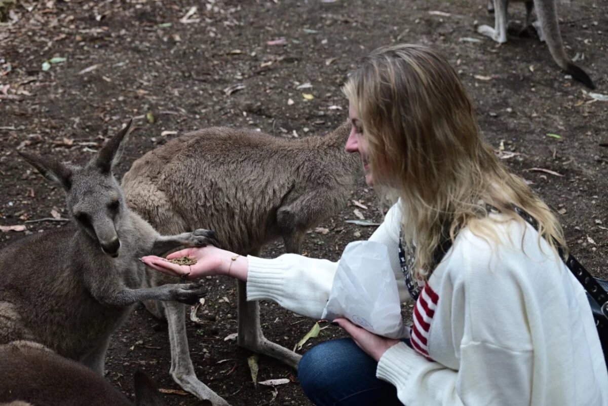    В Австралии кенгуру можно встретить и в живой природе, и в парках.