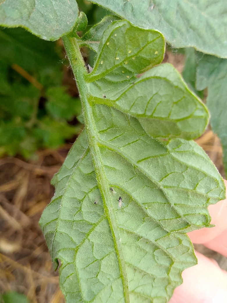 Такое ощущение, что голодный год и у тли выбора нет