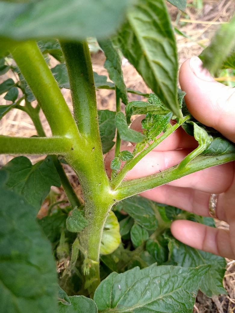 Фотографировала пасынок, а увидела тлю