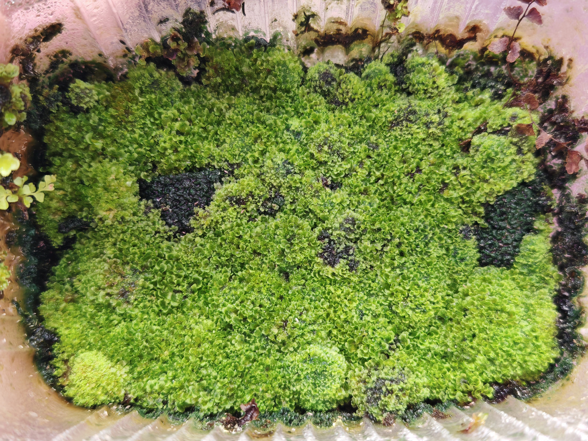 Хороший посев спор