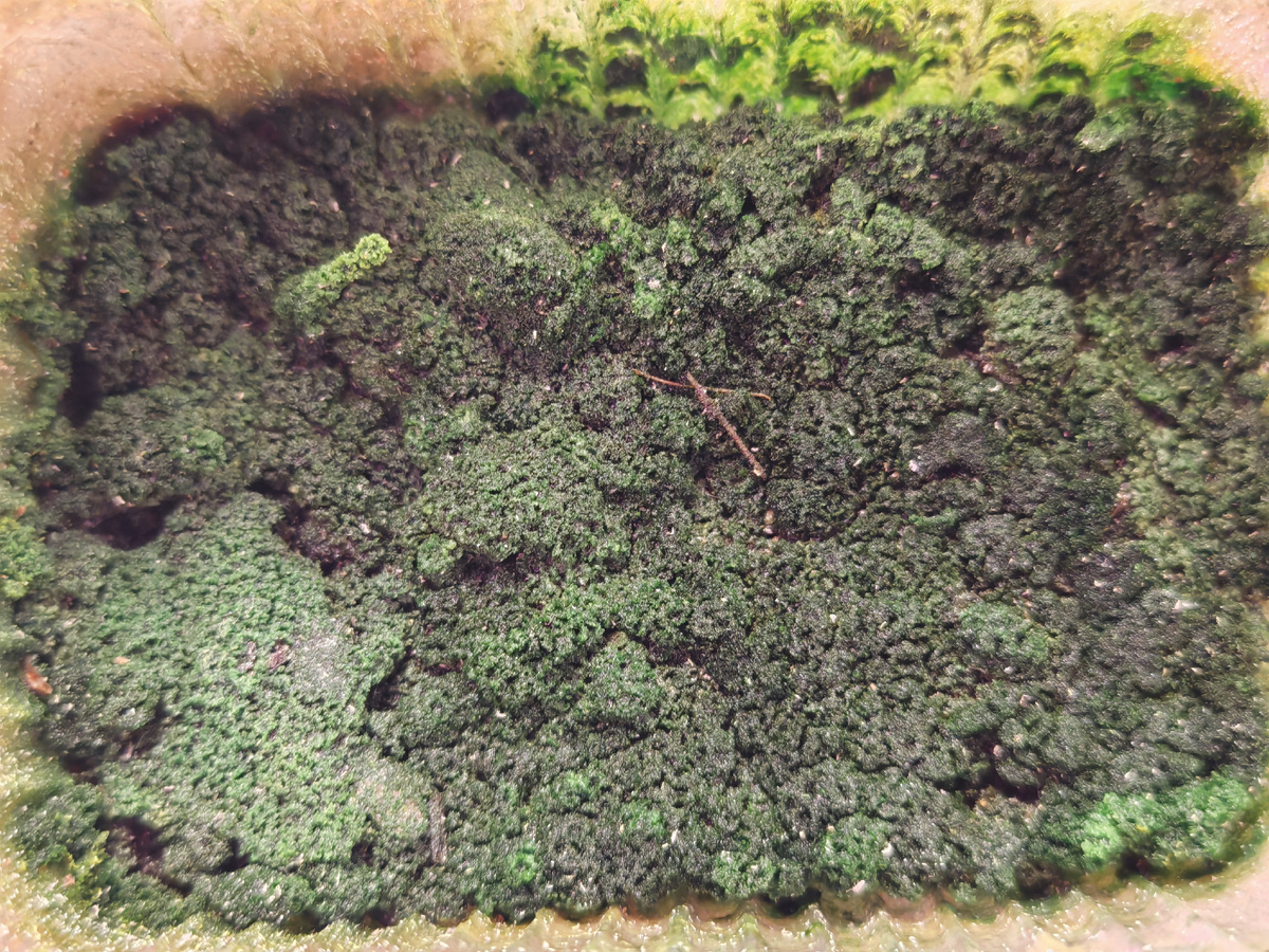 А тут рука с "лейкой" дрогнула и посев закис