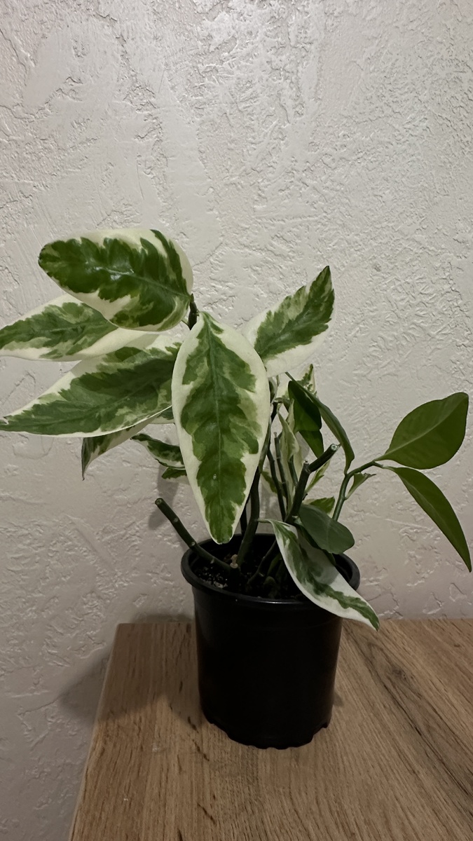 После обрезки