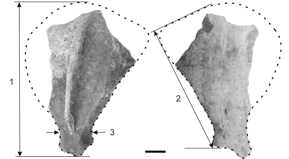   Andrey Zinoviev / International Journal of Osteoarchaeology, 2025