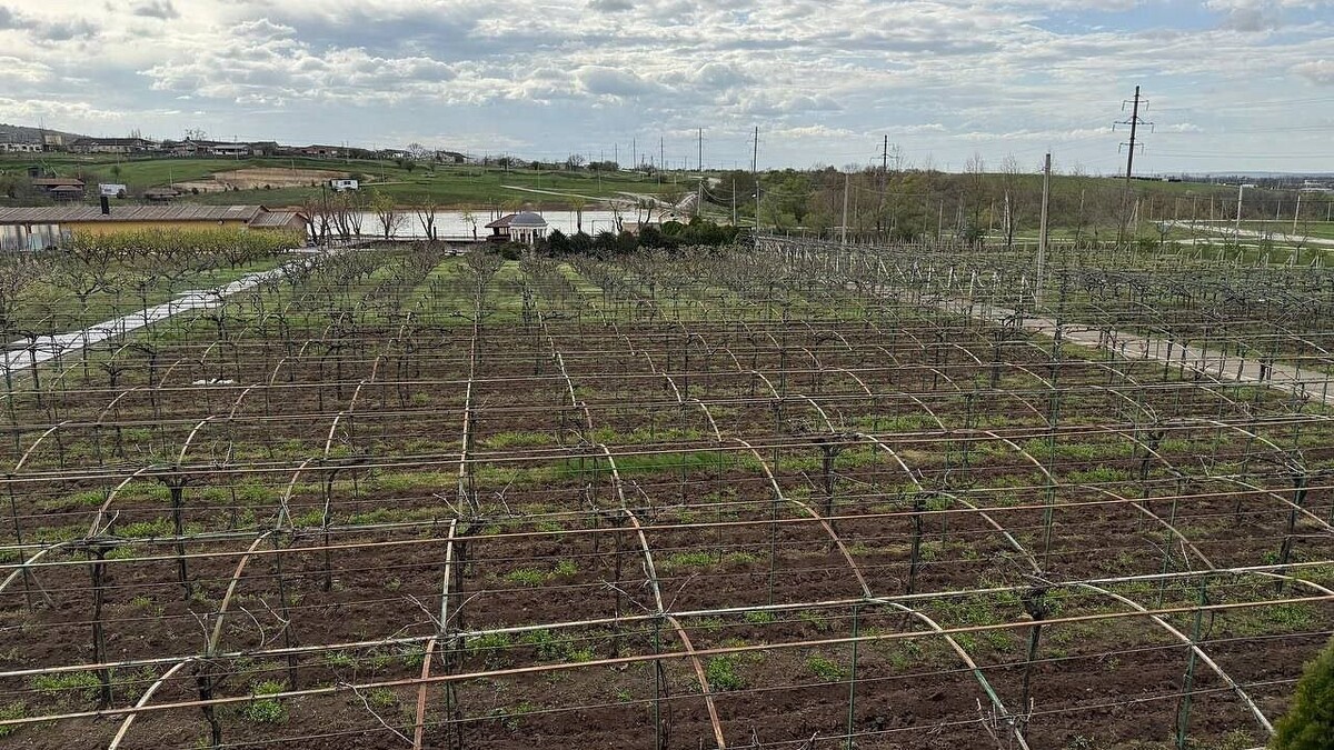    Фото: телеканал «Краснодар»