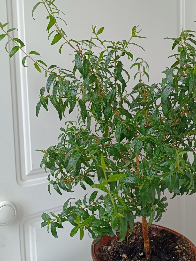 Еще один мирт, выращенный из черенка