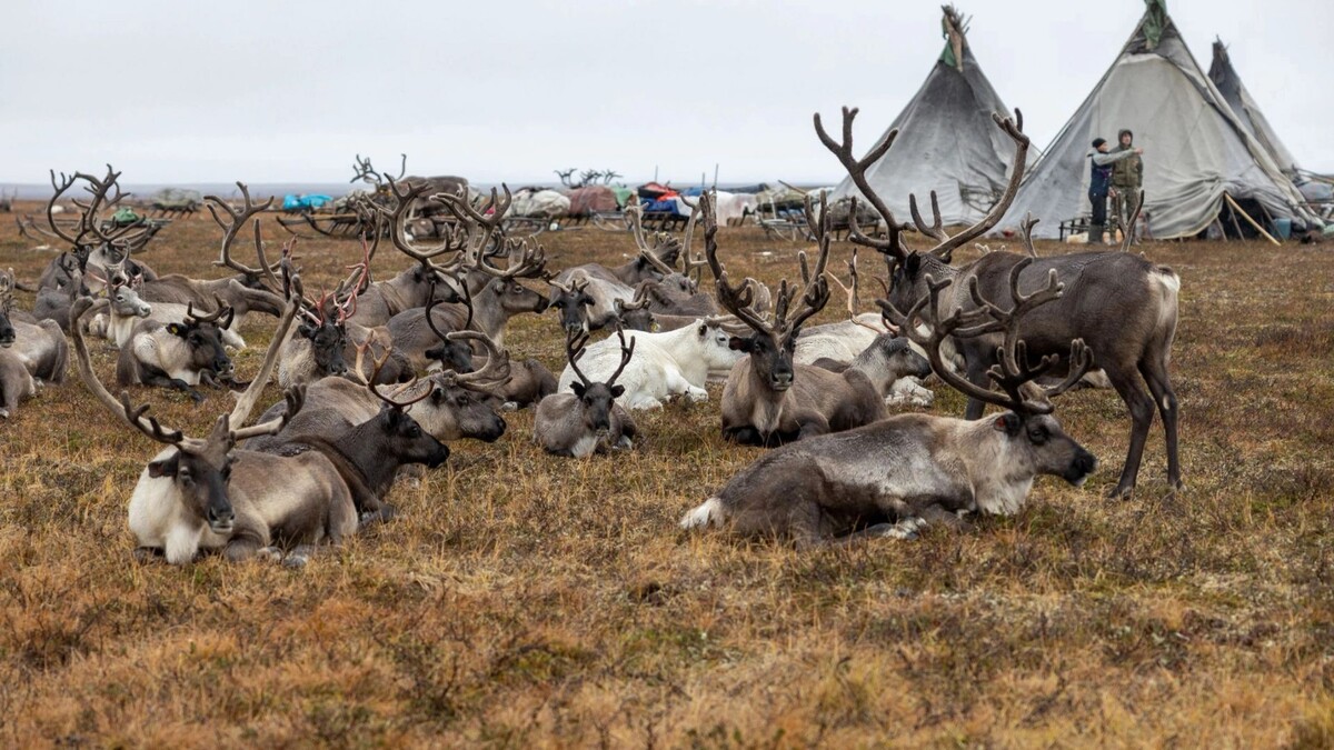    Фото: Федор Воронов/«Ямал-Медиа»